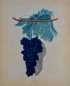George Brookshaw George Brookshaws Black Frontiniac Wine Grape Aquatint from Pomona Brittanica  - 2707175