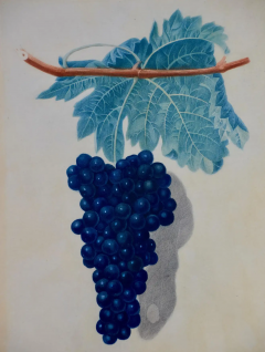 George Brookshaw George Brookshaws Black Frontiniac Wine Grape Aquatint from Pomona Brittanica  - 2707186