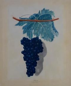 George Brookshaw George Brookshaws Black Frontiniac Wine Grape Aquatint from Pomona Brittanica  - 2710090