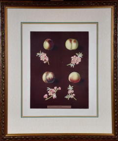 George Brookshaw Peaches Nectarines George Brookshaws 19th C Framed Hand colored Aquatint - 2687561