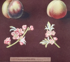 George Brookshaw Peaches Nectarines George Brookshaws 19th C Framed Hand colored Aquatint - 2687572