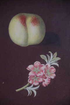 George Brookshaw Peaches Nectarines George Brookshaws 19th C Framed Hand colored Aquatint - 2687573