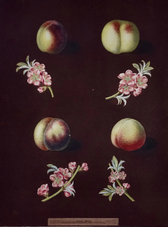 George Brookshaw Peaches Nectarines George Brookshaws 19th C Framed Hand colored Aquatint - 2687593