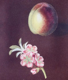 George Brookshaw Peaches Nectarines George Brookshaws 19th C Framed Hand colored Aquatint - 2687653