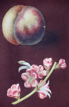 George Brookshaw Peaches Nectarines George Brookshaws 19th C Framed Hand colored Aquatint - 2687703