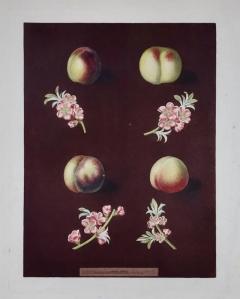 George Brookshaw Peaches Nectarines George Brookshaws 19th C Framed Hand colored Aquatint - 2689033