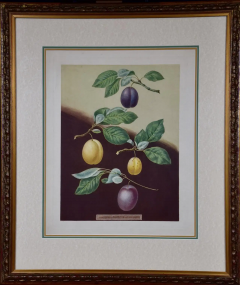 George Brookshaw Plums George Brookshaws Framed Hand colored 19th C Aquatint - 2687562