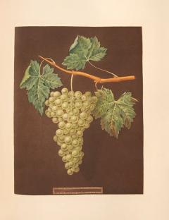 George Brookshaw Pomona Britannica or a collection of the most esteemed fruits by BROOKSHAW - 3655554