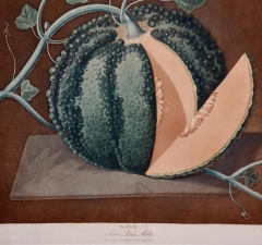 George Brookshaw Silver Rock Melon A Framed 19th C Color Engraving by George Brookshaw - 2874823