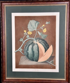 George Brookshaw Silver Rock Melon A Framed 19th C Color Engraving by George Brookshaw - 2874825