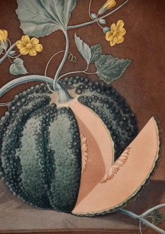 George Brookshaw Silver Rock Melon A Framed 19th C Color Engraving by George Brookshaw - 2874857