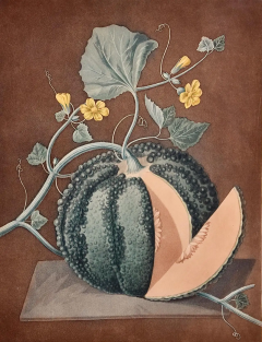 George Brookshaw Silver Rock Melon A Framed 19th C Color Engraving by George Brookshaw - 2874861