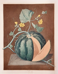 George Brookshaw Silver Rock Melon A Framed 19th C Color Engraving by George Brookshaw - 2874868