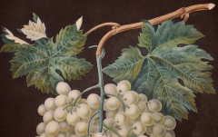 George Brookshaw White Hamburgh Grape A Framed 19th C Color Engraving by George Brookshaw - 2874814