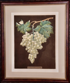 George Brookshaw White Hamburgh Grape A Framed 19th C Color Engraving by George Brookshaw - 2874815