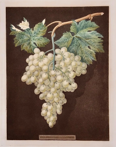 George Brookshaw White Hamburgh Grape A Framed 19th C Color Engraving by George Brookshaw - 2874841