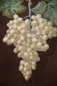 George Brookshaw White Hamburgh Grape A Framed 19th C Color Engraving by George Brookshaw - 2874850