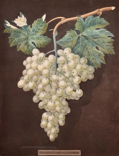 George Brookshaw White Hamburgh Grape A Framed 19th C Color Engraving by George Brookshaw - 2874851