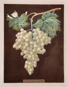 George Brookshaw White Hamburgh Grape A Framed 19th C Color Engraving by George Brookshaw - 2879462