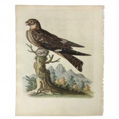 George Edwards 18th Century Set of 12 Bird Prints by George Edwards - 666221