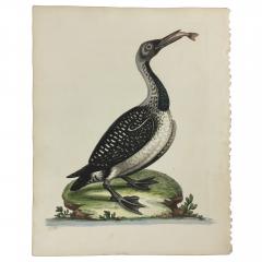 George Edwards 18th Century Set of 12 Bird Prints by George Edwards - 666223