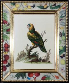 George Edwards George Edwards Prints of Parrots with Decoupage Frames Set of Twelve - 2301004