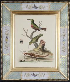 George Edwards George Edwards c18th engravings of birds in decalcomania frames - 2733961