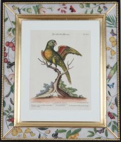 George Edwards George Edwards engravings of parrots publ by J Seligmann 1770  - 2733969