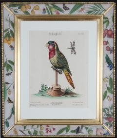 George Edwards George Edwards engravings of parrots publ by J Seligmann 1770  - 2733970