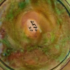 George Jones Majolica Fern Plate - 2570873