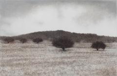 George Tzannes Olive Grove Black and White Landscape of Greek Island 2010 - 3814618