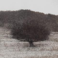 George Tzannes Olive Grove Black and White Landscape of Greek Island 2010 - 3814631