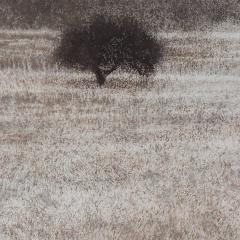 George Tzannes Olive Grove Black and White Landscape of Greek Island 2010 - 3814632