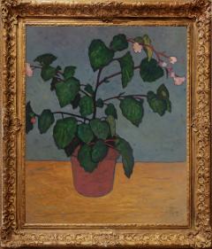 Gershon Benjamin Begonias - 897760
