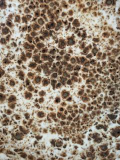 Gertrud Otto Natzler Gertrud and Otto Natzler Crater Glazed Bowl 1948 - 4550368