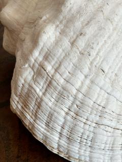 Giant Horse Conch Shell - 4196018