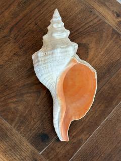 Giant Horse Conch Shell - 4196020