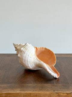 Giant Horse Conch Shell - 4196022