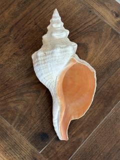 Giant Horse Conch Shell - 4196023