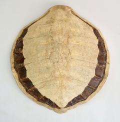 Giant Sea Turtle Carapace or Shell 19th Century - 2159003