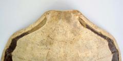 Giant Sea Turtle Carapace or Shell 19th Century - 2159005