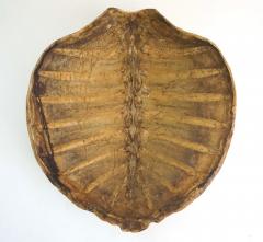 Giant Sea Turtle Carapace or Shell 19th Century - 2159006