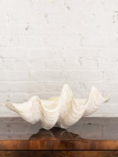 Giant South Pacific Clam Shell Tridacna Gigas 2 Available - 2682703