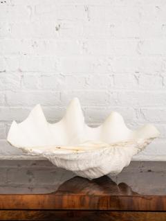 Giant South Pacific Clam Shell Tridacna Gigas 2 Available - 2682704