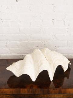 Giant South Pacific Clam Shell Tridacna Gigas 2 Available - 2682706