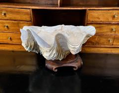 Gigas Clam Shell - 2597701