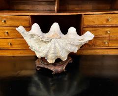 Gigas Clam Shell - 2597703