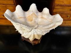 Gigas Clam Shell - 2597704