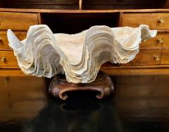 Gigas Clam Shell - 2597706