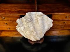 Gigas Clam Shell - 2597709